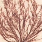 Antique 1833 Scottish Dried Sea Algae Herbarium 28 Polysiphonia Fibrata