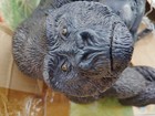 1997 Ertl Wilds Of Africa Gorilla  Field Journal   Stickers Ape Box Included 