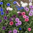 Landscaper s Pack Cornflower Bachelor Button Dwarf Mix Non-gmo 1500 Seeds 