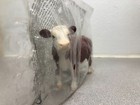 Schleich Farm World 13867 Hereford Cow Toy Brown white