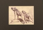 Rhodesian Ridgeback Matted   Framed   Ready To Gift - 1986 Vintage Dog Art Print