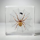 Spider On Web With Fly  Insects In Resin  Oddities Decor  Araneus Ventricosus