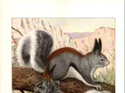 Antique Louis A  Fuertes Art  National Geo  Albert Squirrel   Kaibab Squirrel