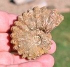 Douvilleiceras Ammonite  From Madagascar  2