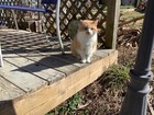 Buy A Cat Picture To Help Support Cats At Shelter In Ky  We Need Your Help