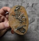 Ultra Rare Fossil Avian Bird Bones Messelornis  Eocene Messel Pit Germany