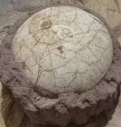 Segnosaur Dinosaur Egg Fossilized Crystallized Fossil Jurassic Cretaceous World