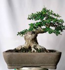 Real Picture    Bonsai Tree    Ehrethia Microphylla    Carmona Retusa