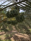 11 Lb  Medjool Firm Skin Dates   Fast Free Shipping  Fresh California Dates