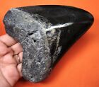 Megalodon Shark Tooth - Real Fossil - Shark Teeth - 5 02  - Megladone