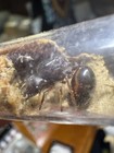 Carebara Affinis Queen Fresh Caught 2025 Feeder Insect