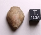 Caryocrinites Silurian Cystoid Fossil Indiana Massie Shale