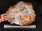 Perfect Bark  Big Polished Rainbow Petrified Wood Roller Fossil Arizona 6556g