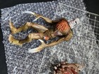 Rare 1998 Resident Evil 2 William G3  G4  Action Figure Toy Biz Capcom