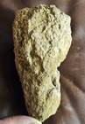 Rare Texas Pennsylvanian Sponge - Endoplegma Calathus - Wise County  Tx