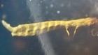 Possible Amphibian Metamorphosis 99myo Burmite Amber Fossil Dinosaur Age Frog     