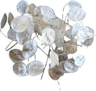 Bulk Quantity Of Twenty 20 Dried Lunaria Stems With Disc-shaped Silicles  4 -   