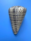 133 7mm   Conus Leopardus  giant Size  nice Shell