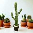 Artificial Cactus Succulent Plant 24    Home Or Office Decor With Black Planter