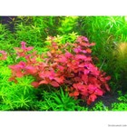 3 Stems Ludwigia Sp Red Live Aquarium Plants Beautiful Plant    Red   Free S h