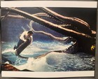 1954    20 000 Leagues Under The Sea    Deep Sea Diving Helmet Suit Disney Photos