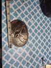 Eagle In Flight Heavy Silverplate On Jeweler s Bronze Belt Buckle By Crumrine