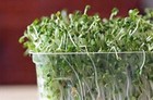 Non-gmo Broccoli Seeds Sprouting Sprouts Microgreens 4oz Of Pure New