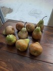 So Realistic    9  Artificial Decorative Faux Fruit Pears Large Bosc Anjou