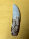 Clearance   T-rex Complete Tooth Fossil Replica Jurassic 5  Around Curve