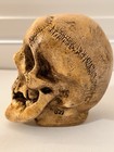 Vintage Randotti   829 Medium Skull Still Glows In The Dark When Exposed To Ligh