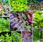 Aquaticmotiv   Potted Pack - 4 Plants Live Aquarium Plants