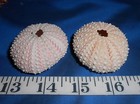   Sea Urchin Shells   2   Pink   White   Shellcraft   Sailor s Valentines  