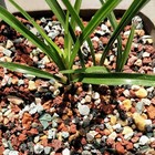 2 2lb Mixed Volcanic Lava Pebbles Plant Drainage Stones
