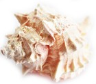 One Large Pink Murex Shell 4-4 1 2   Beach Wedding Crafts Decor Hermit