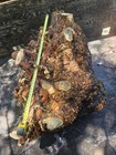 Xxl 1500lb Birdseye Maple Burl Stunning  Green raw uncut whole Burl 