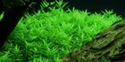3 Stems Rotala Sp Green Live Aquarium Plants Rare  Extremely Beautiful Free S h