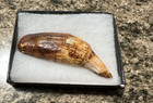 Fossil Cave Bear Tooth 4  Long  fossilized  Ice Age  Prehistoric 