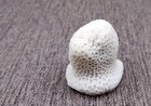 White Brain Coral Farm Grown  1 Coral Approx  2  Inches  Sustainably Grown 