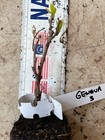 1 Rooted Hardy Kiwi Plants-actinidia-geneva 3-female