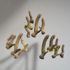 5 X Big 1 6 Scale Male Pale Skin Genitals Penis For 12  Male Body Phicen