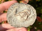 Fossil Crab In Matrix Pulalius Washington Crustacean Eocene Age
