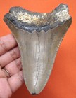 Megalodon Shark Tooth - Real Fossil - Shark Teeth 4 21    - No Restorations