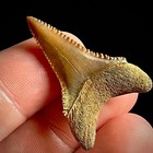 Lower Great White Shark Tooth 1 36  Megalodon Teeth Era Fossil Unrestored
