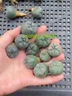 10pcs Succulent Cactus Home Potted Garden Beautiful Plants Seedgrowth