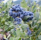Sweet Blueberry Fruit Seeds Non Gmo Fresh Harvest Free Shipping