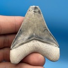 Megalodon Tooth Real Shark Tooth Fossil Bone Valley Florida All Natural 2 6   