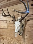 Unique Fractal Burned European Deer Skull Mount hook Included   natural Wood 