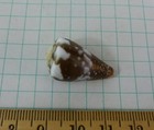 Conus Rattus  26mm F  