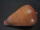 Collector Fave   conus Figulinus 84 3mm solomon Islands Seashell