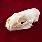 Taxidermy Real Animals Skulls  Real Bones Specimen  Taxidermy Supplies For Sc   